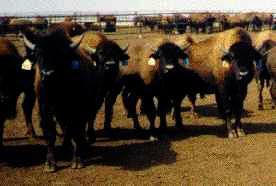 Standing Buffalo